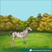 Horse Color:White Spotted Liver Red Dun Mushroom Rabicano Brindle