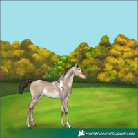 Horse Color:White Spotted Liver Red Dun Rabicano 