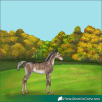 Horse Color:White Spotted Liver Red Dun Mushroom Rabicano Brindle