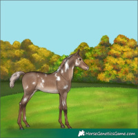 Horse Color:White Spotted Liver Red Dun Rabicano 