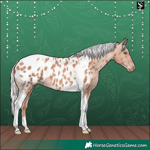 Horse Color:Silver Classic Champagne Tobiano Appaloosa 