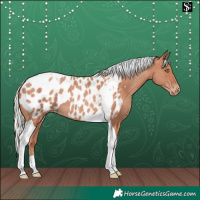 Horse Color:Silver Classic Champagne Tobiano Appaloosa