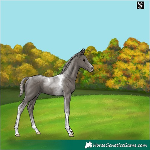 Horse Color:Silver Black Tobiano 