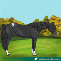 Horse Color:Black Tobiano Varnish 