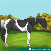 Horse Color:Black Tobiano Rabicano