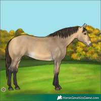 Horse Color:Buckskin Dun 