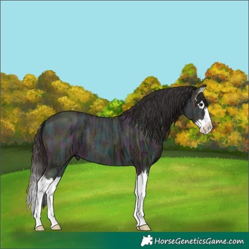 Horse Color:Midnight Bay Ice Splash 