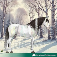 Horse Color:Bay Ice Dun Splash Tobiano 
