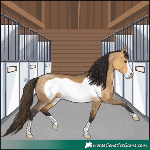 Horse Color:Buckskin Dun Frame 
