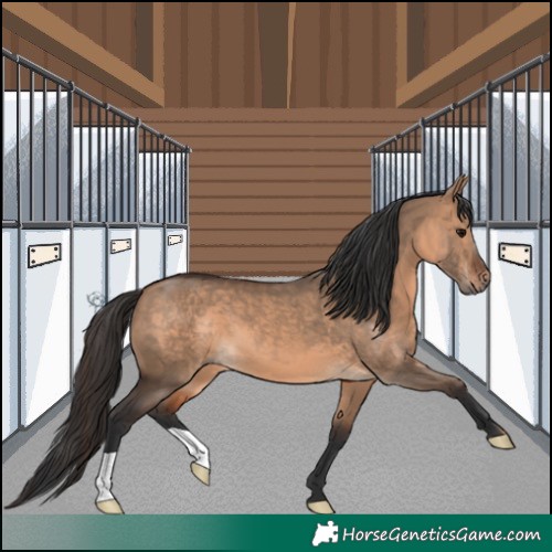 Horse Color:Brown Dun 