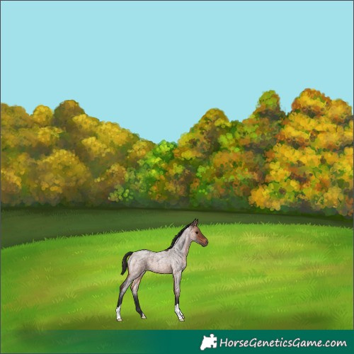 Horse Color:Bay Roan 