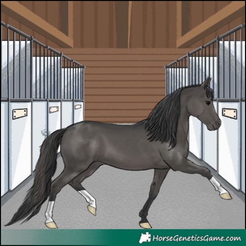 Horse Color:Black 