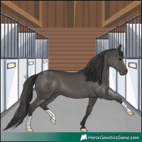 Horse Color:Black 