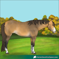 Horse Color:Buckskin Rabicano 