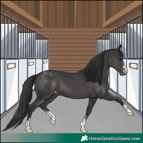 Horse Color:Black Appaloosa