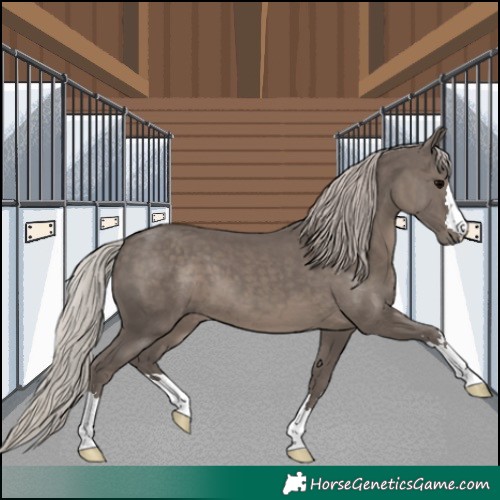 Horse Color:Silver Black 