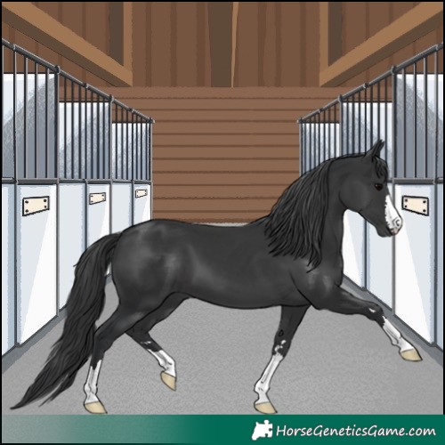 Horse Color:Black 