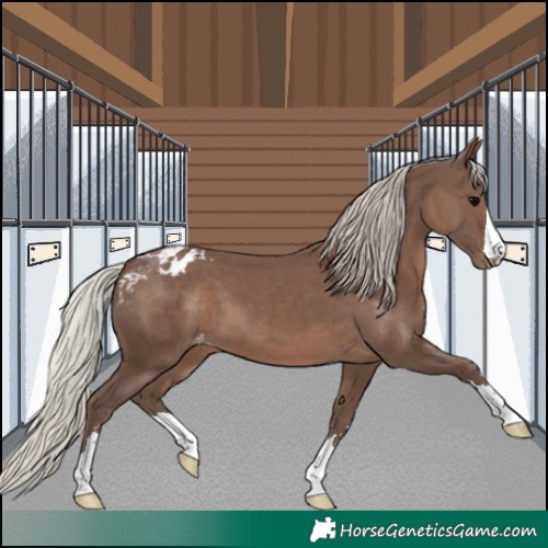 Horse Color:Silver Black Appaloosa 