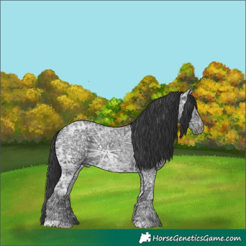 Horse Color:Black Ice Rabicano 