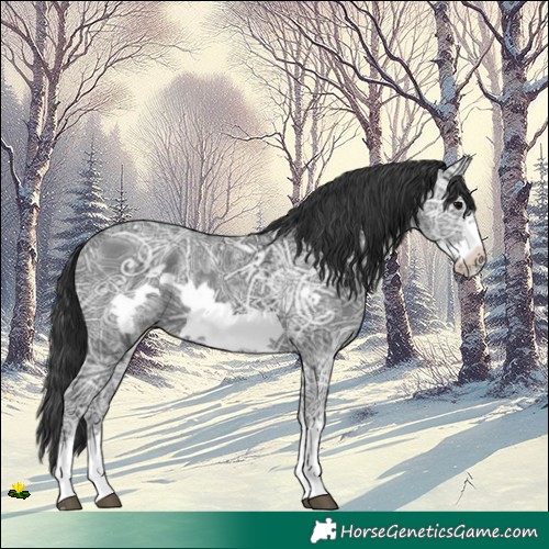 Horse Color:Black Ice Frame Rabicano 