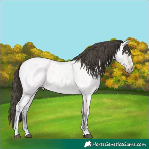 Horse Color:Buckskin Ice Roan Dun Rabicano 