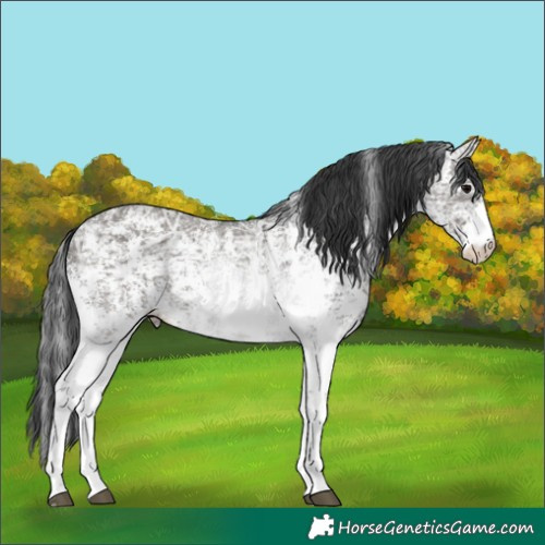 Horse Color:Grullo Ice Sabino Rabicano 