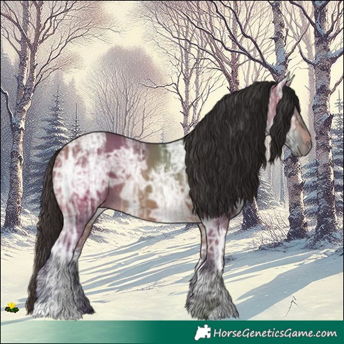Horse Color:Bay Ice Rabicano 
