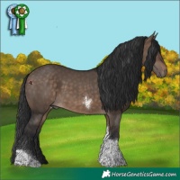 Horse Color:Brown Dun Tobiano