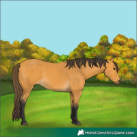 Horse Color:Buckskin 