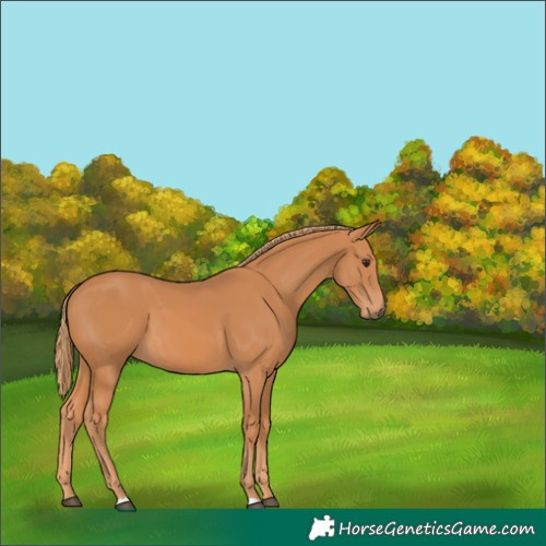 Horse Color:Chestnut 
