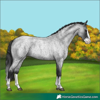 Horse Color:Blue Roan Splash 