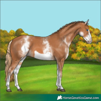 Horse Color:White Spotted Chestnut Frame