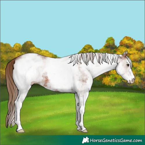 Horse Color:White Spotted Chestnut 