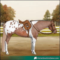 Horse Color:Chestnut Tobiano Appaloosa 
