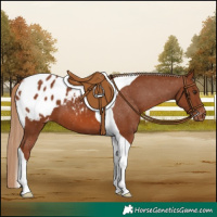 Horse Color:Chestnut Tobiano Blanket 