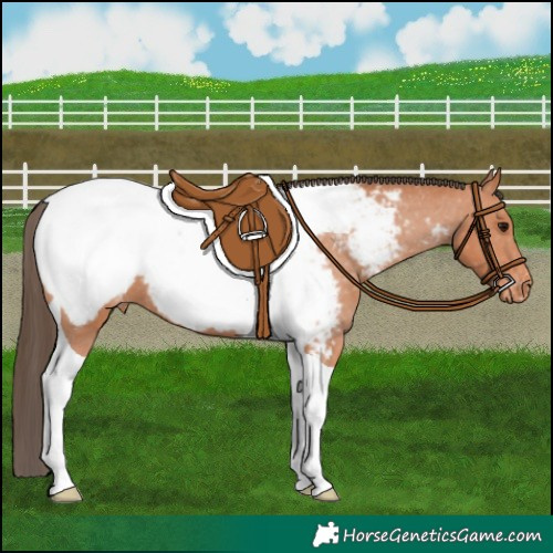 Horse Color:Bay Tobiano Appaloosa 