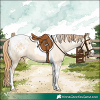 Horse Color:Red Dun Tobiano Appaloosa 