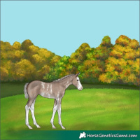 Horse Color:Silver Grullo Sabino Splash 