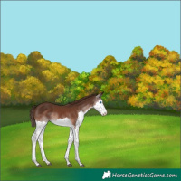 Horse Color:Liver Chestnut Splash 