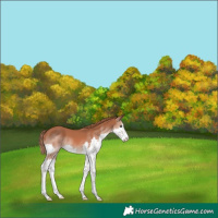 Horse Color:Chestnut Splash