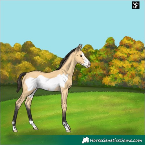 Horse Color:Buckskin Frame 