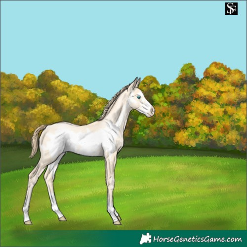 Horse Color:Buckskin Pearl Frame 
