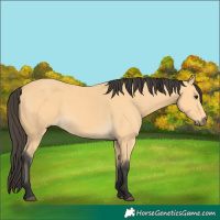 Horse Color:Buckskin 