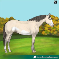 Horse Color:Amber Cream Champagne Frame