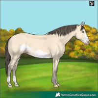 Horse Color:Amber Cream Champagne Frame 