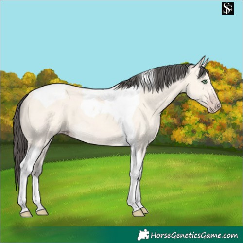 Horse Color:Amber Cream Champagne Tobiano 