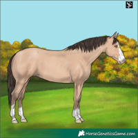 Horse Color:Amber Champagne