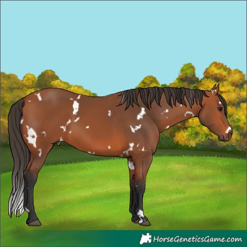 Horse Color:White Spotted Bay 