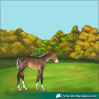 Horse Color:Silver Buckskin Splash 