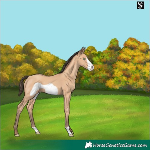 Horse Color:Amber Champagne Frame 